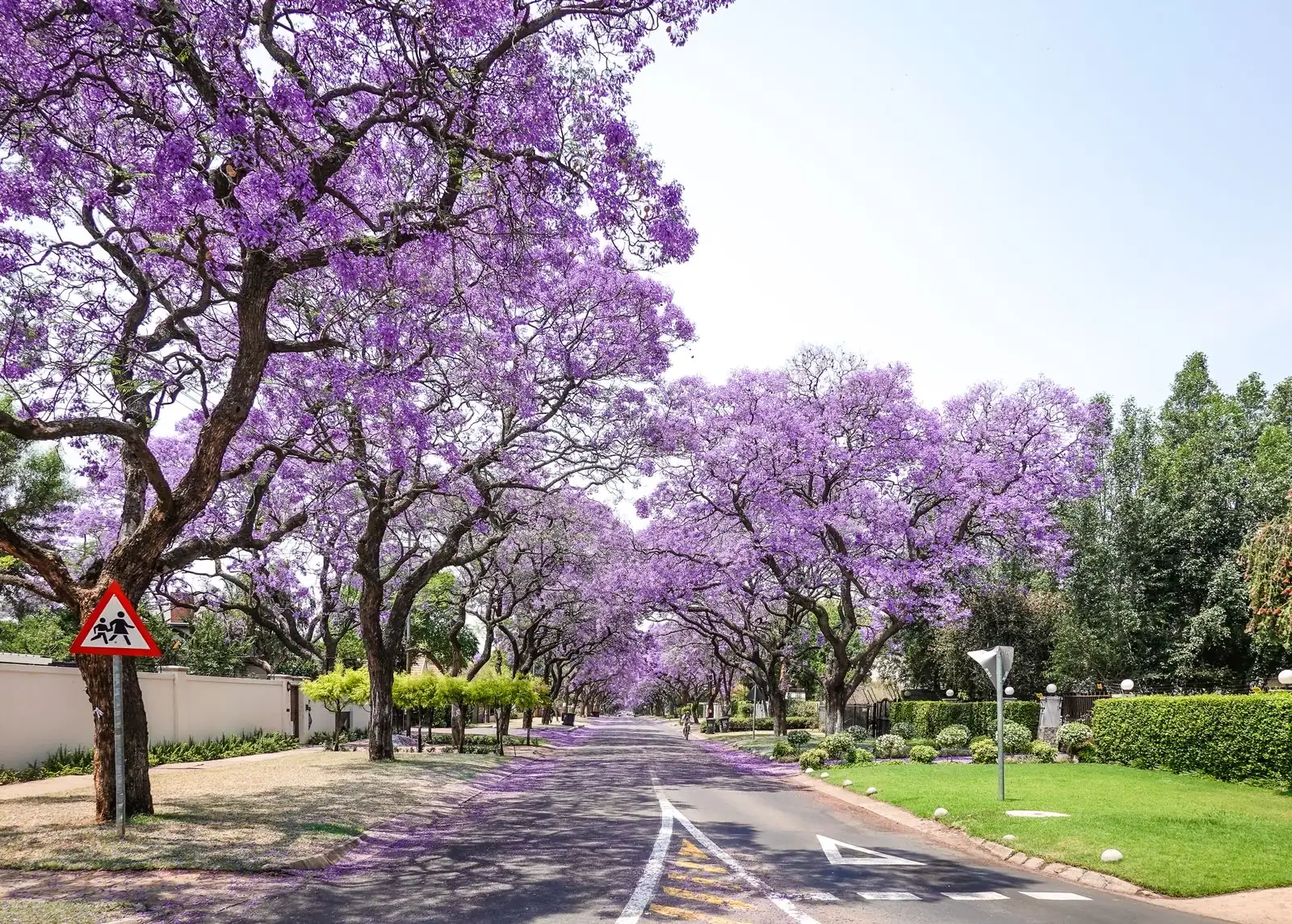 A jacaranda-lined street in Pretoria, South Africa.